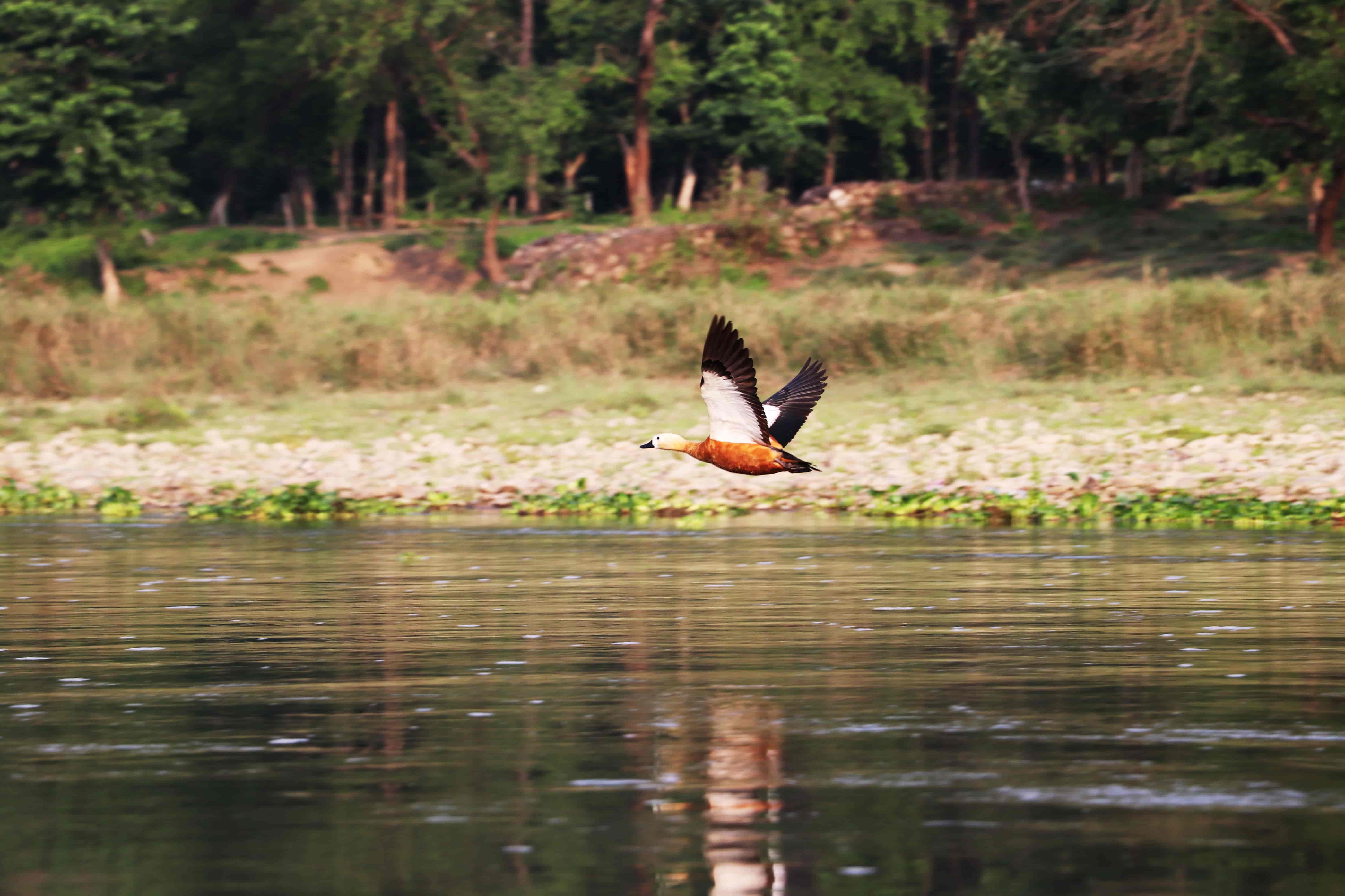 Flying duck in Chitwan park in Nepal hatzav aviv photography