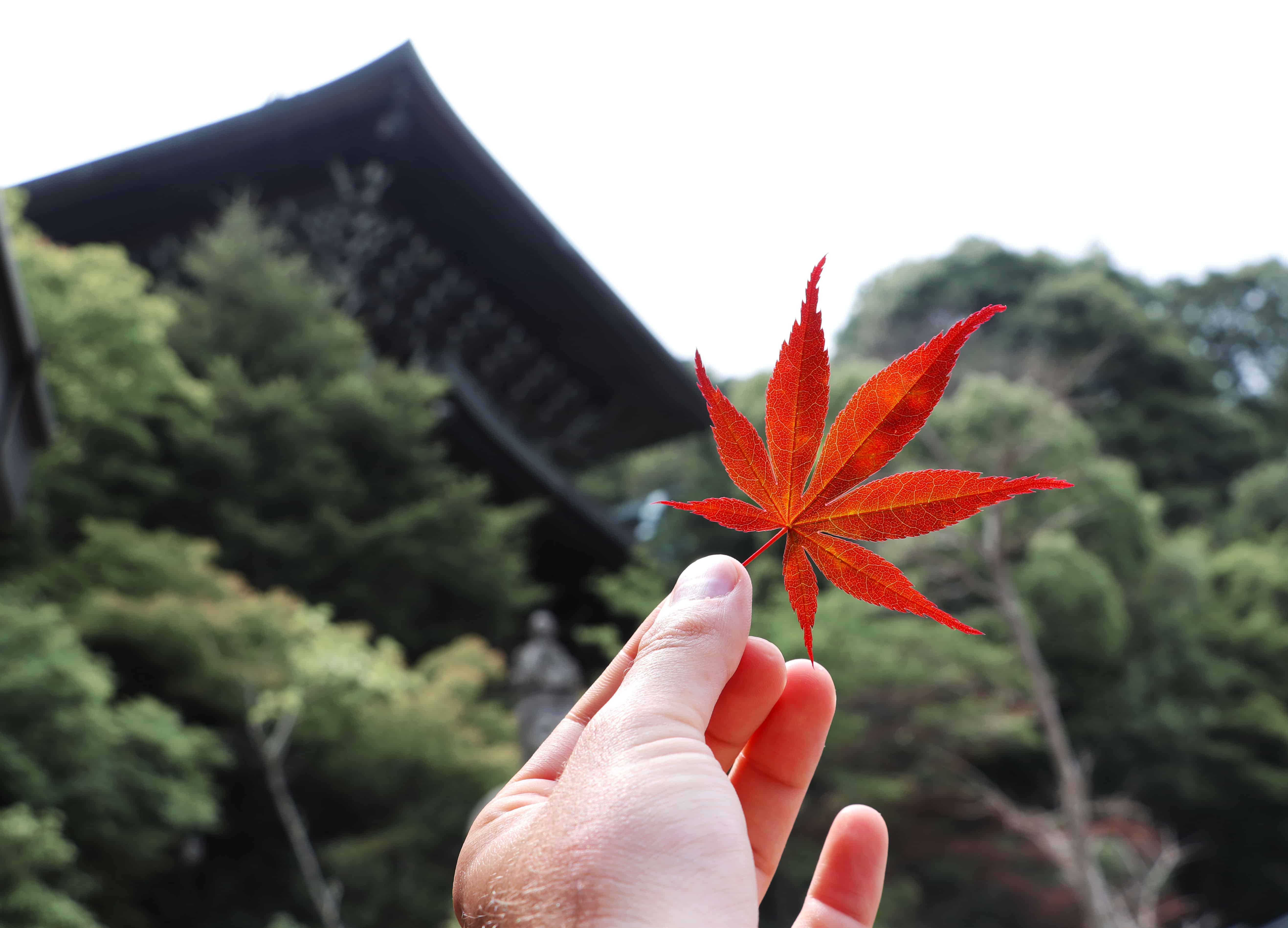 Leaf in a temple in Japan hatzav aviv photography