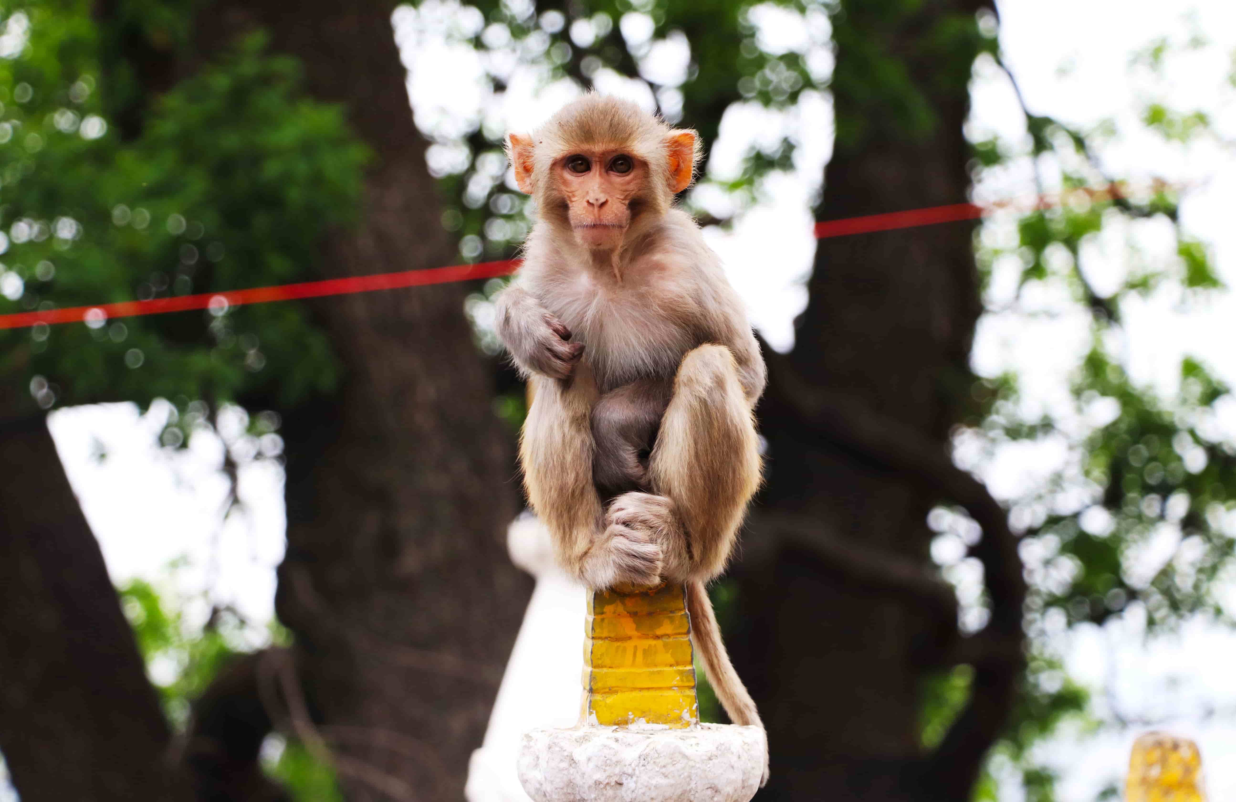 Monkey in a temple in Kathmandu hatzav aviv photography