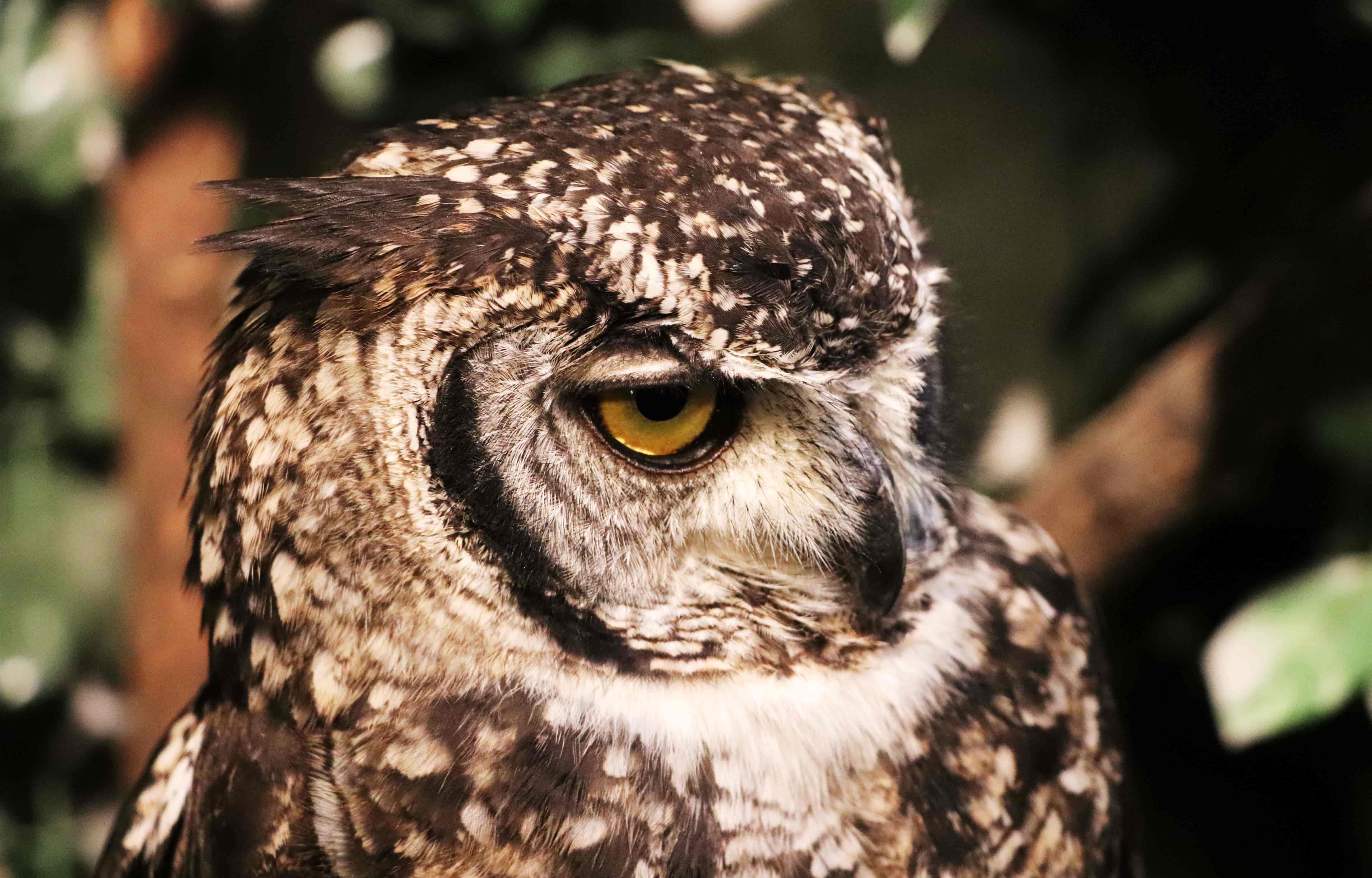 Owl in Japan hatzav aviv photography